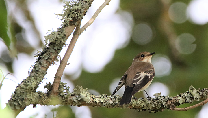 La migration des oiseaux
